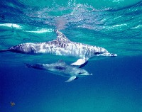 Dolphins - Mom with Baby
